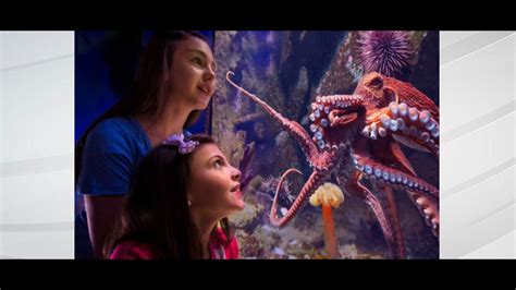 Newport Aquarium offering free admission for kids Jan. 6 through March 1 | wthr.com