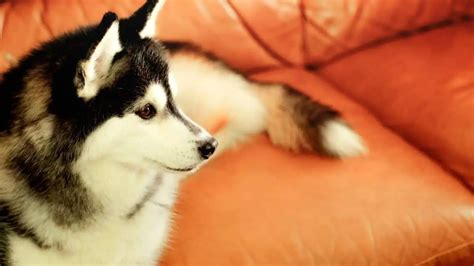 Can Huskies Watch TV? 6 Things You Should Know