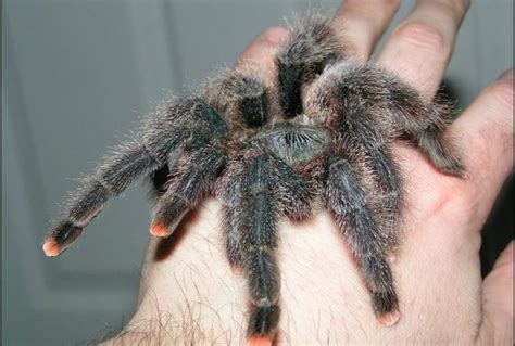 Meet The GUYANA PINK TOE TARANTULA! – Things Guyana