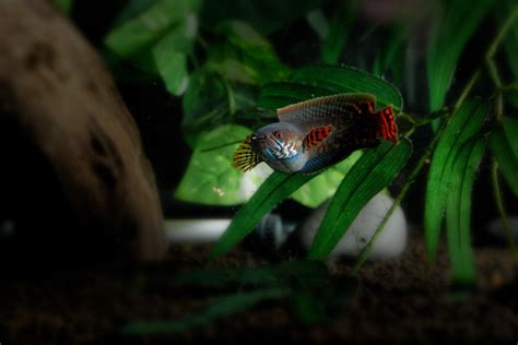 Rainbow Snakehead (Channa Bleheri) : r/Aquariums