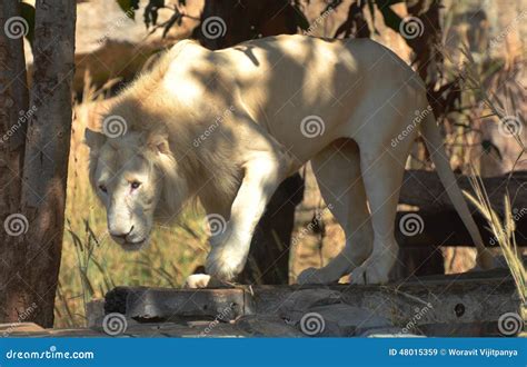 White lion stock image. Image of feline, hair, flora - 48015359