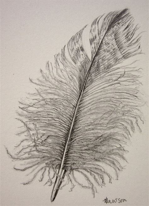 drawing realistic feathers - Google Search Realistic Rose, Realistic Drawings, Love Drawings ...