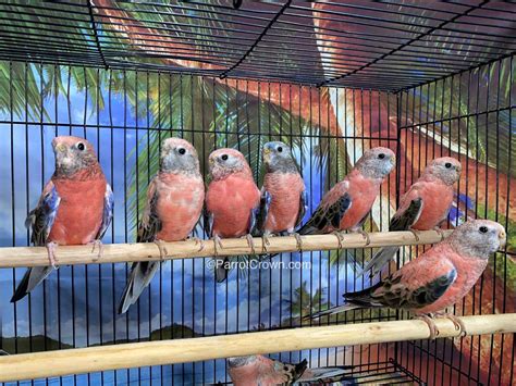 Rosy Bourke Parakeet for sale (Parrot) - ParrotCrown.com