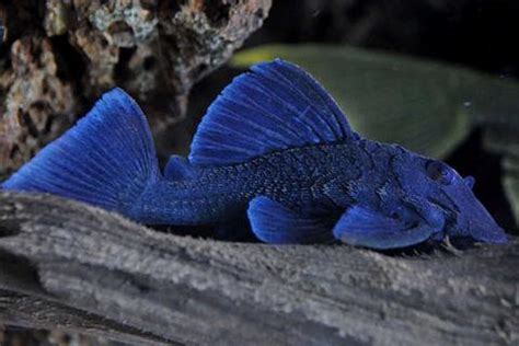 Plecostomus Fish Guide: Care, Breeding, Food, Tank Mates & Behavior