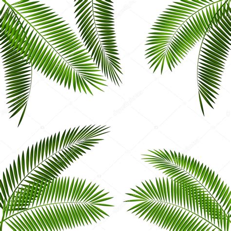 Palm Leaf Vector Illustration — Stock Vector © oleggankod #72806221