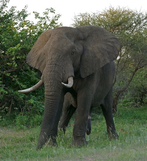 African Elephant (Loxodonta africana) male | H1-6 Road North… | Flickr