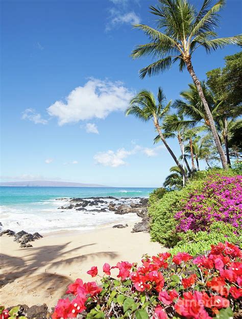 Beach Photograph - Paradise Hawaii Palm Tree Beach by Michael Swiet in ...