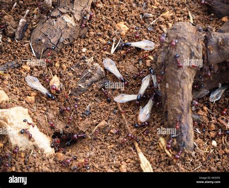 Flying ants High Resolution Stock Photography and Images - Alamy