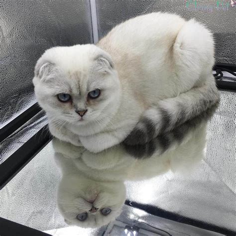 How Much Does A Scottish Fold Munchkin Cat Cost - Franklin Morrison's Coloring Pages