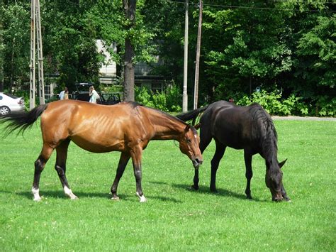 2 horses | Počeli su se družiti i svaki dan su provodili zaj… | Flickr