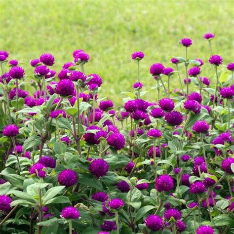 Gomphrena Seeds - Purple Globe Amaranth Flower Seed