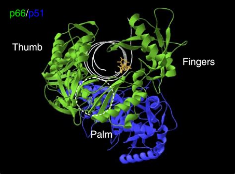 Ternary structure of HIV-1 reverse transcriptase in complex with ...