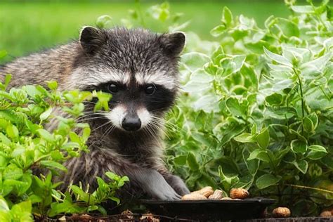 What Are Raccoons Favorite Foods | Find Out Here | All Animals Guide