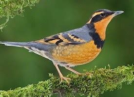 Varied Thrush, Identification, All About Birds - Cornell Lab of Ornithology