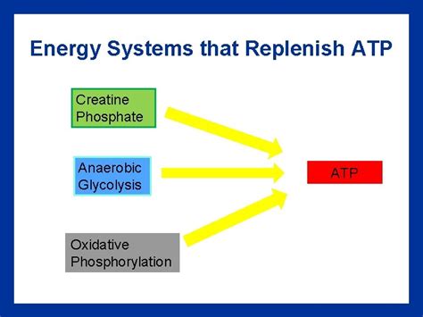 chapter 1 Physiology of Aerobic Anaerobic Exercise Introduction