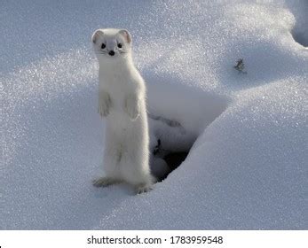 Ermine Winter Snow Wild Got Out Stock Photo 1783959548 | Shutterstock