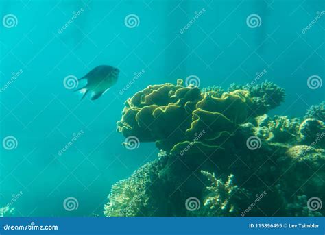 At Coral World Underwater Observatory in Eilat Editorial Image - Image of center, negev: 115896495