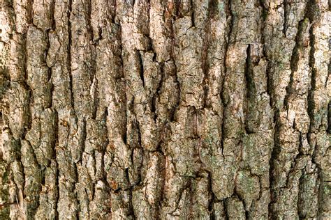 Oak bark texture | High-Quality Nature Stock Photos ~ Creative Market