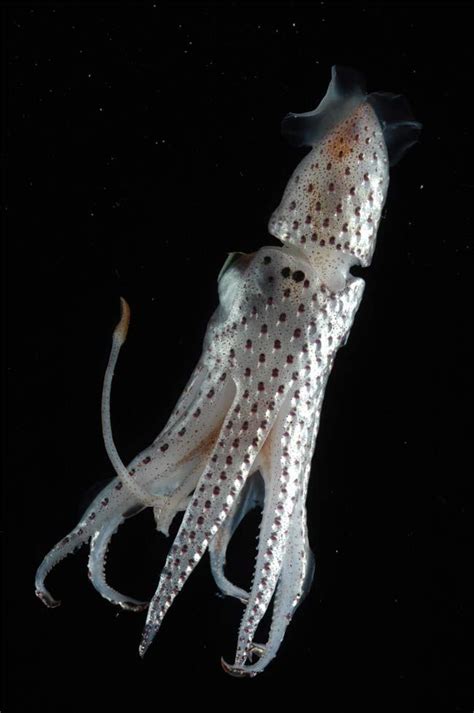 Jewel squid | Deep sea creatures, Sea animals, Ocean creatures