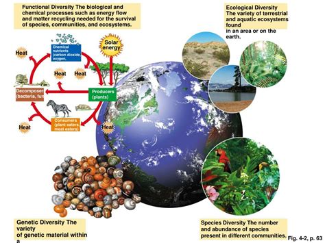 PPT - Biodiversity and Evolution PowerPoint Presentation, free download - ID:2953712