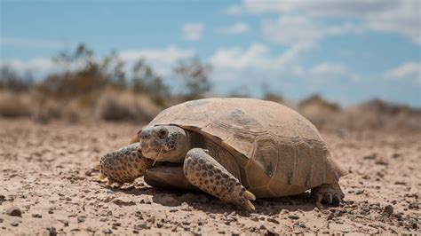 Turtle Conservancy