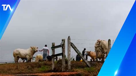 Morona Santiago es la quinta provincia en producción de ganado bovino