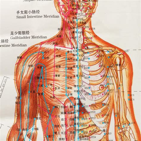 Chinesische Medizin Körper Akupunkturpunkte Meridiane und acupoints Seekarte Karte Chart | eBay