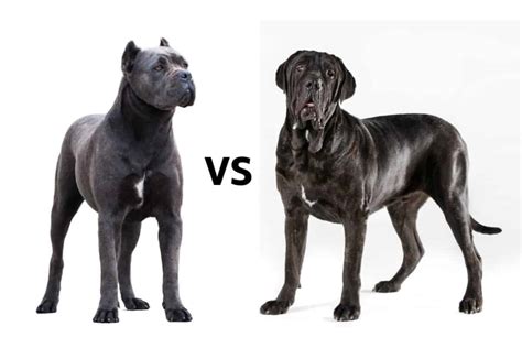 Cane Corso vs. Neapolitan Mastiff: What’s the Difference?