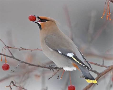 Bohemian waxwing ~ Everything You Need to Know with Photos | Videos