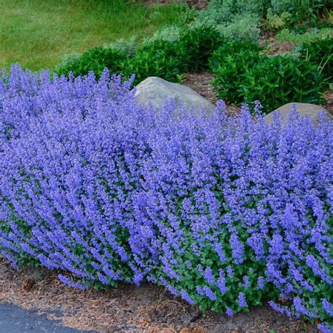 Perennials at Lowes.com