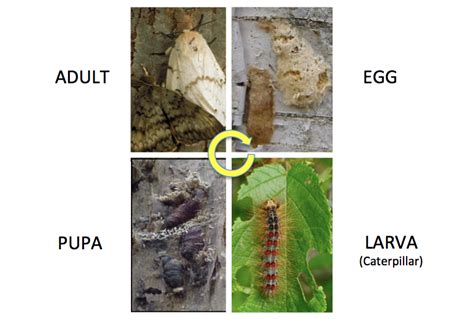 Life Cycle – Spongy Moth in Wisconsin