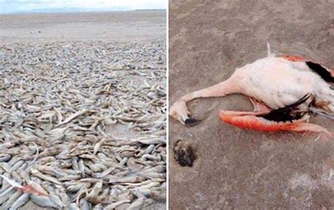 Lake Poopo, Bolivia´s second largest lake, has completely dried up ...