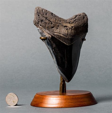 Huge Polished Megalodon Tooth for Sale - 6 inches – Fossil Realm