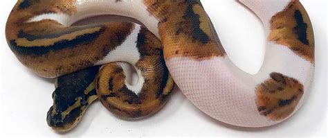 Pied Ball Python Morphs | Piebald Python morph for sale | baby ball python