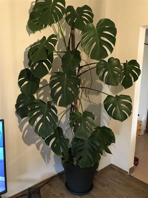 Monstera borsigiana Update 2020/ 8 years old : r/houseplants