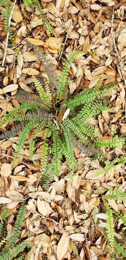 Adiatum caudatum Trailing Maidenhair Fern on PlantPlaces.com