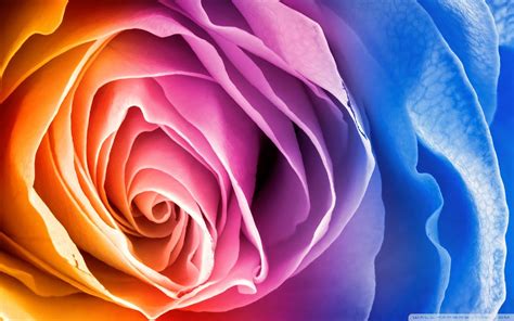 Rainbow Roses Wallpapers - Top Free Rainbow Roses Backgrounds - WallpaperAccess