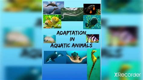 Morphological Adaptations Of Aquatic Animals Clipart