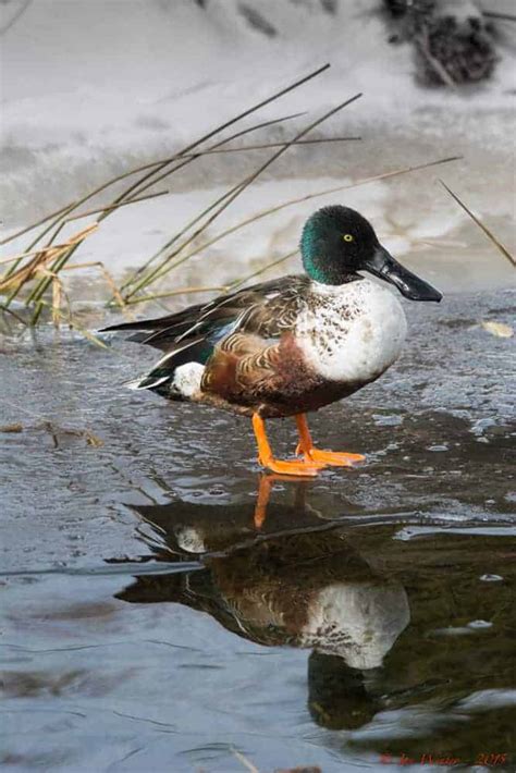 Northern Shoveler | Focusing on Wildlife