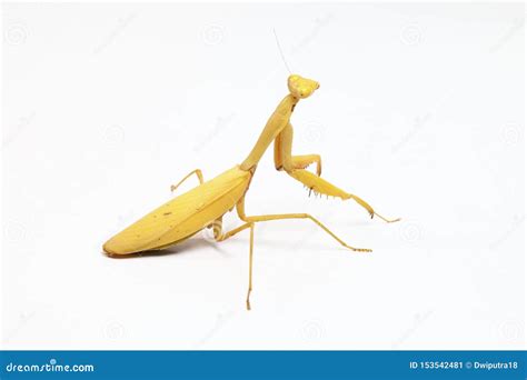 Yellow Praying Mantis on White Background Stock Image - Image of ...