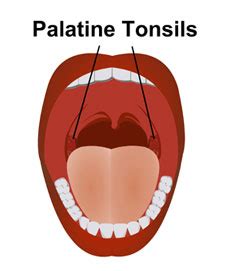 Palatine tonsil - Anatomy, Functions, Location and Pictures