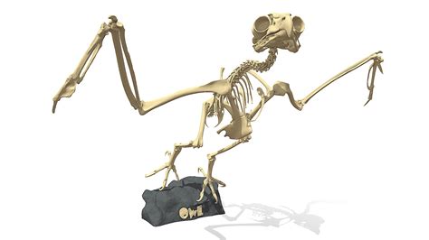 OWL Skeleton - Buy Royalty Free 3D model by Puppy3D [3a52538] - Sketchfab Store