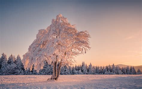 Arbre en hiver - 1920x1200 - Fond d'écran Ultra HD