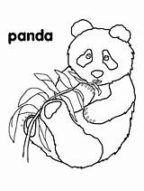 Free panda Coloring Page To Print  Panda Pages sketch template