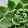 Indoor Echeveria Succulents - Care and Propagation