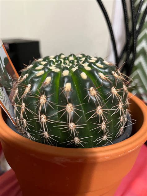 Please help me identify my cacti