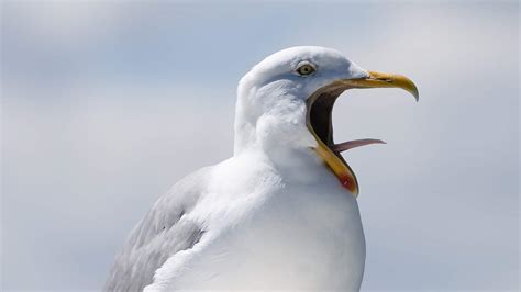 WATCH: Girl Gets Smacked By A Seagull On Springshot Ride | Mix 99.9 | Mary