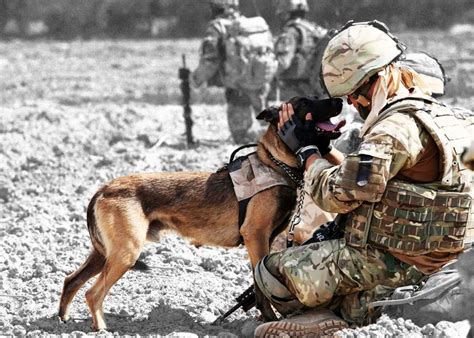 Dogs In The Military: Facts You Never Knew About Military Working Dogs ...