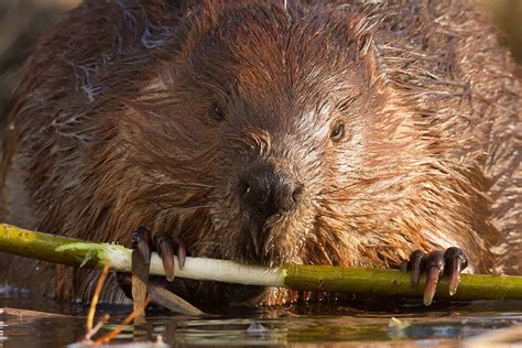 Beaver Tail Rodent Vegetation Photo Background And Picture For Free ...