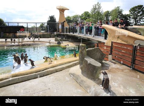 Penguins Rock, the popular penguins enclosure in Edinburgh Zoo Stock Photo: 75313950 - Alamy